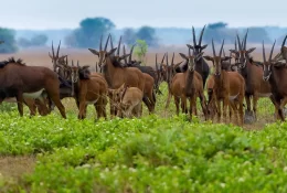 Shumba-Camp--WildernessSafaris13-1920w