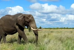 elephant-1240715-1920w